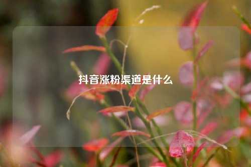 抖音涨粉渠道是什么