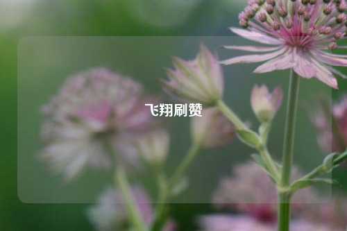 飞翔刷赞